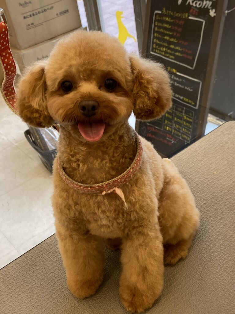 トリミングブログ トイプードル 千葉県 市原市 ワンラブ ユニモちはら台店ブログ
