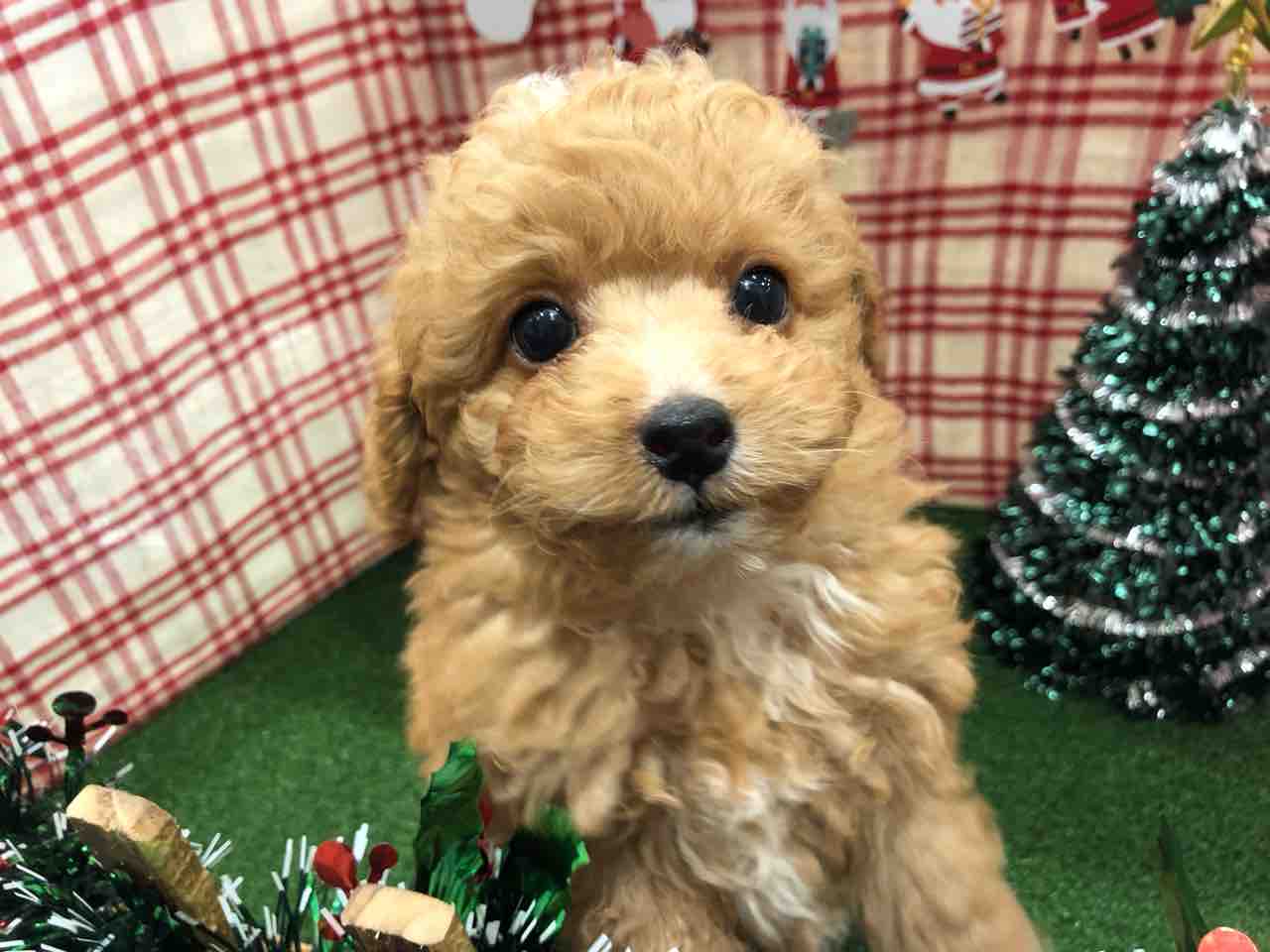 今日のわんこ トイプードル 千葉県 市原市 ワンラブ ユニモちはら台店ブログ 今日のわんこ トイプードル 千葉県 市原市 ワンラブ ユニモちはら台店ブログ