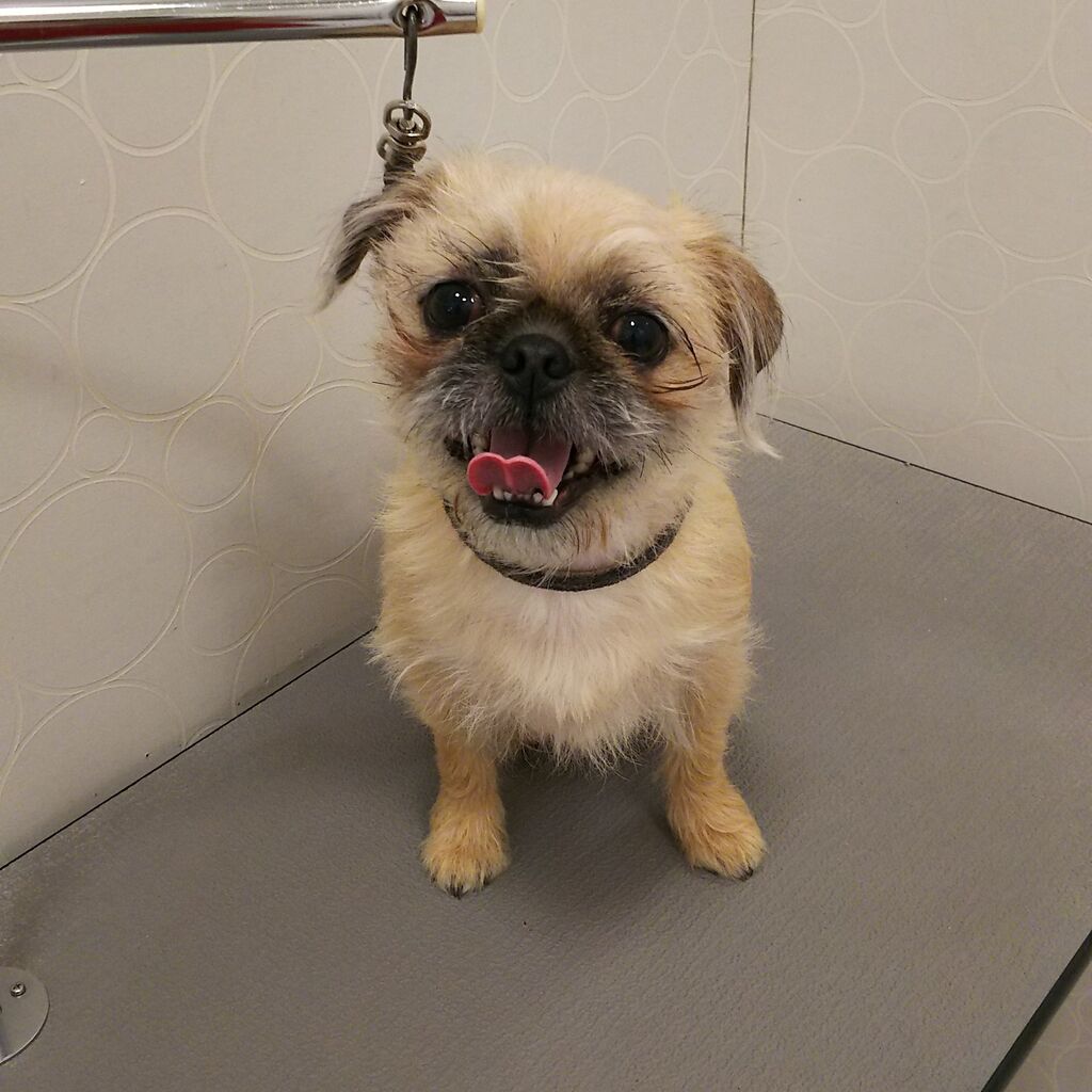 Mix犬 シャンプーカット 大阪府大東市 ワンラブ アクロスプラザ大東店ブログ Mix犬 シャンプーカット 大阪府大東市 ワンラブ アクロスプラザ大東店ブログ