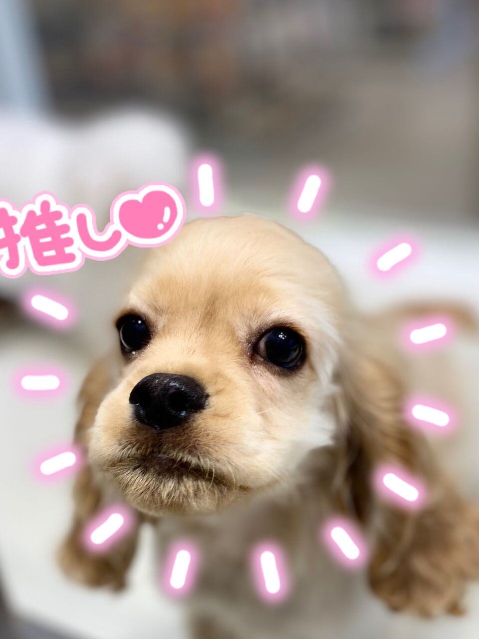 アメコカ 大阪府大東市 ワンラブ アクロスプラザ大東店ブログ