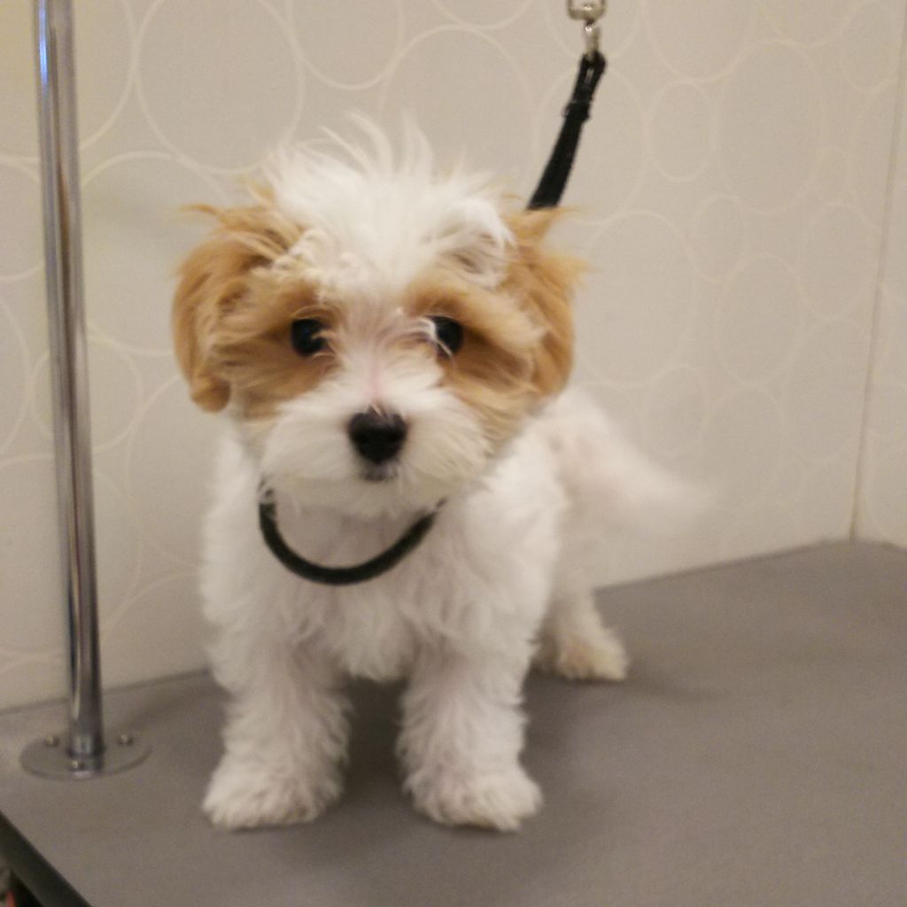 Mix犬 シャンプー 大阪府大東市 ワンラブ アクロスプラザ大東店ブログ Mix犬 シャンプー 大阪府大東市 ワンラブ アクロスプラザ大東店ブログ
