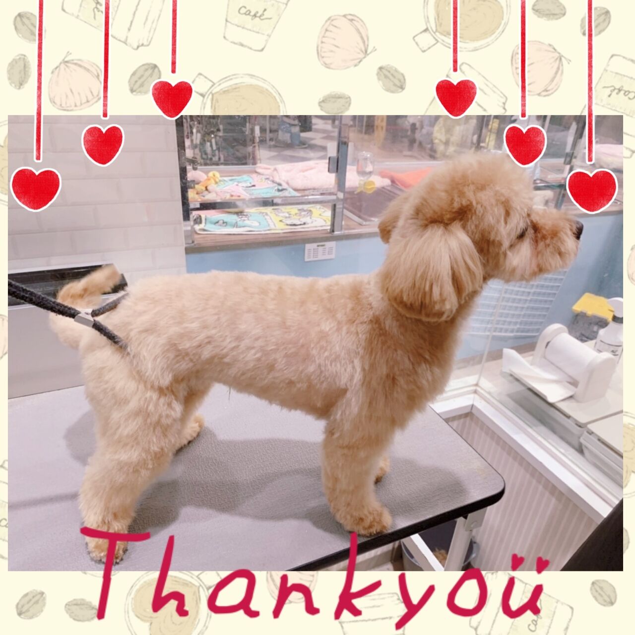 ポメプー S C そらくん 海老名店草柳 神奈川県海老名市 ペットショップ ワンラブ ららぽーと海老名店ブログ