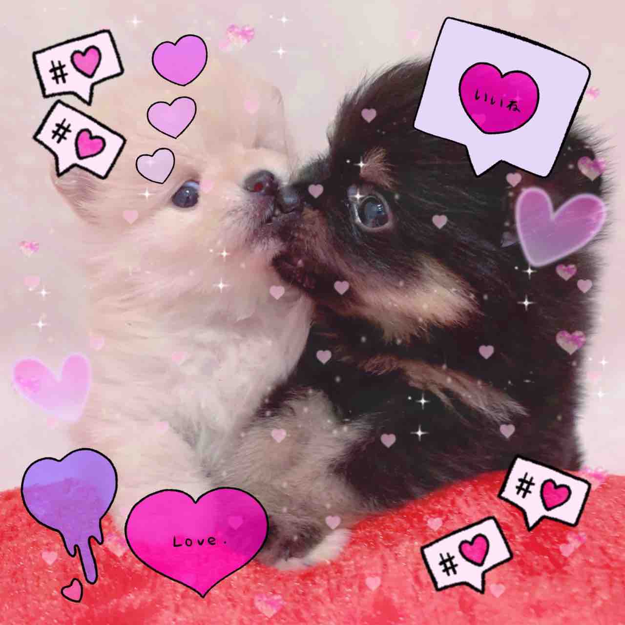 神奈川県海老名市 ペットショップ ワンラブ ららぽーと海老名店ブログ