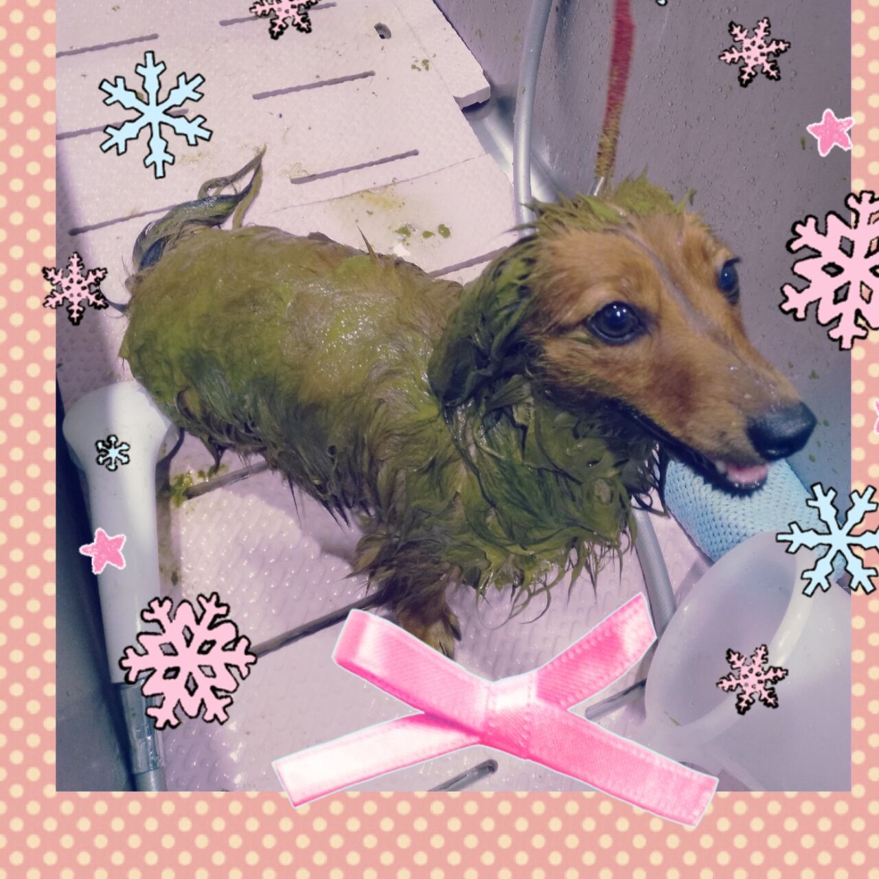 神奈川県海老名市 ペットショップ ワンラブ ららぽーと海老名店ブログ