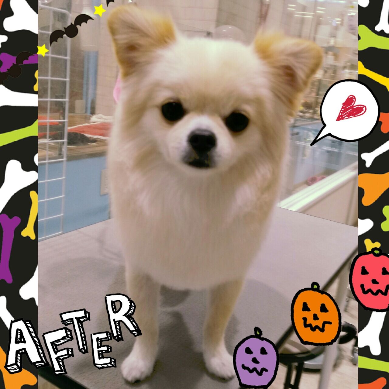 ポメチー Sc ポンタちゃん 海老名 マリー 神奈川県海老名市 ペットショップ ワンラブ ららぽーと海老名店ブログ