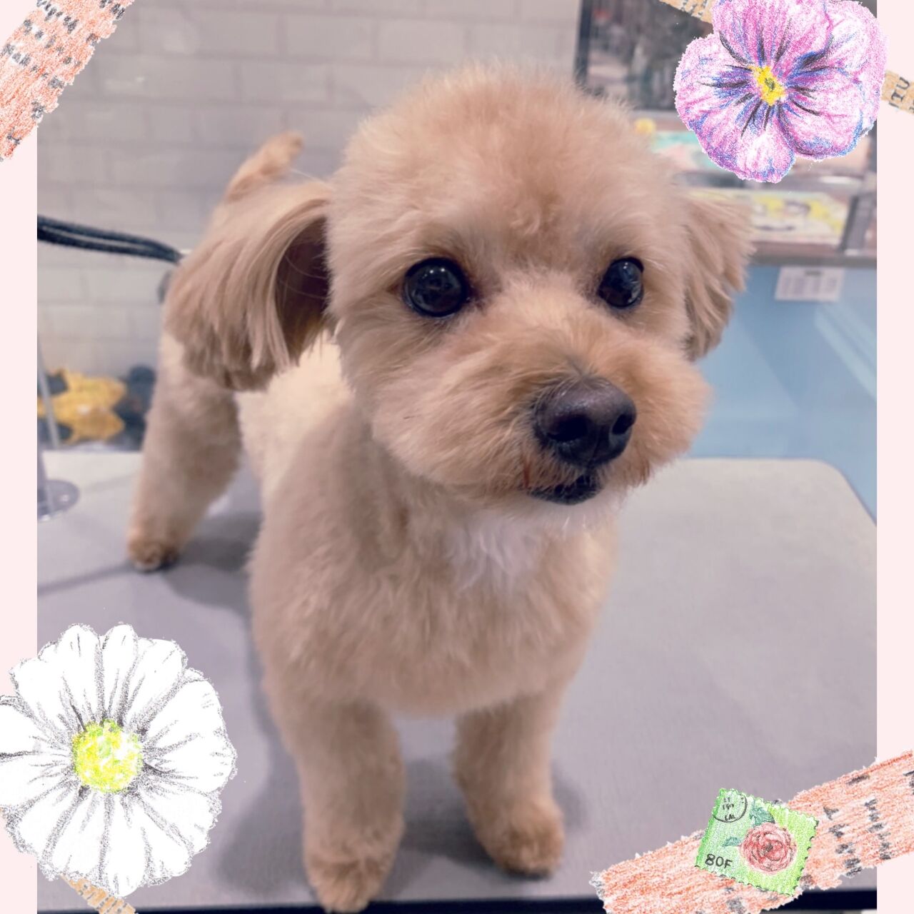 ポメプー S C そらくん 海老名店草柳 神奈川県海老名市 ペットショップ ワンラブ ららぽーと海老名店ブログ