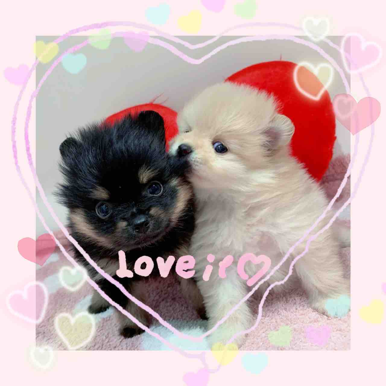 神奈川県海老名市 ペットショップ ワンラブ ららぽーと海老名店ブログ