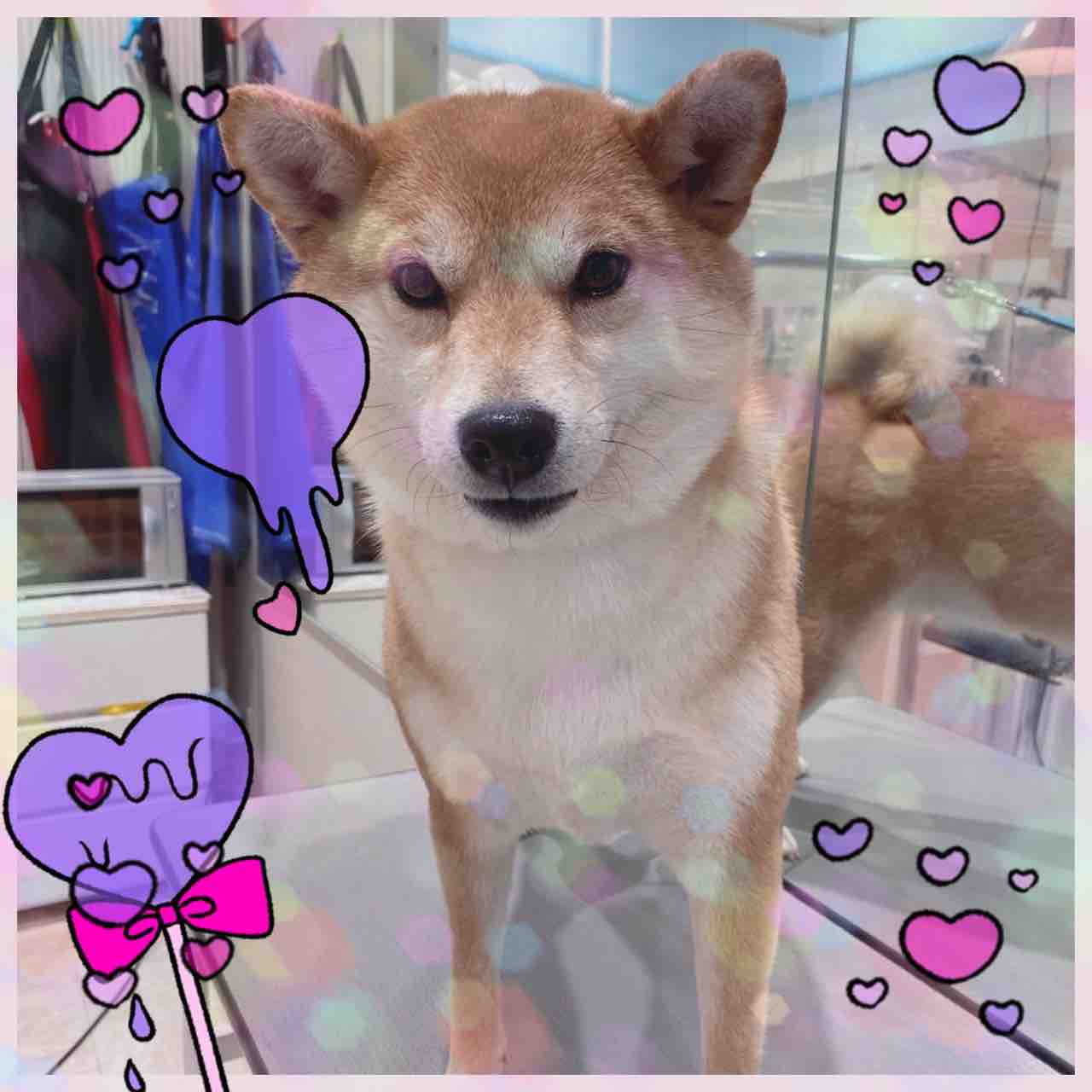 柴犬 Sセット うめちゃん 海老名店小松 神奈川県海老名市 ペットショップ ワンラブ ららぽーと海老名店ブログ