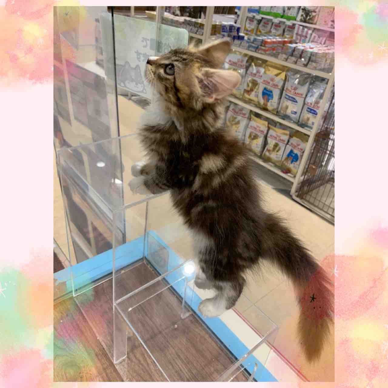 メインクーンちゃんの紹介です 神奈川県海老名市 ペットショップ ワンラブ ららぽーと海老名店ブログ