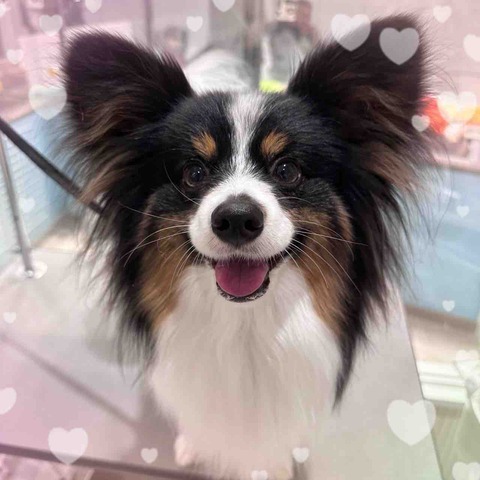 パピヨン様 レザープチパピヨンカラーS - BIRDIE〈バーディオンラインショップ〉