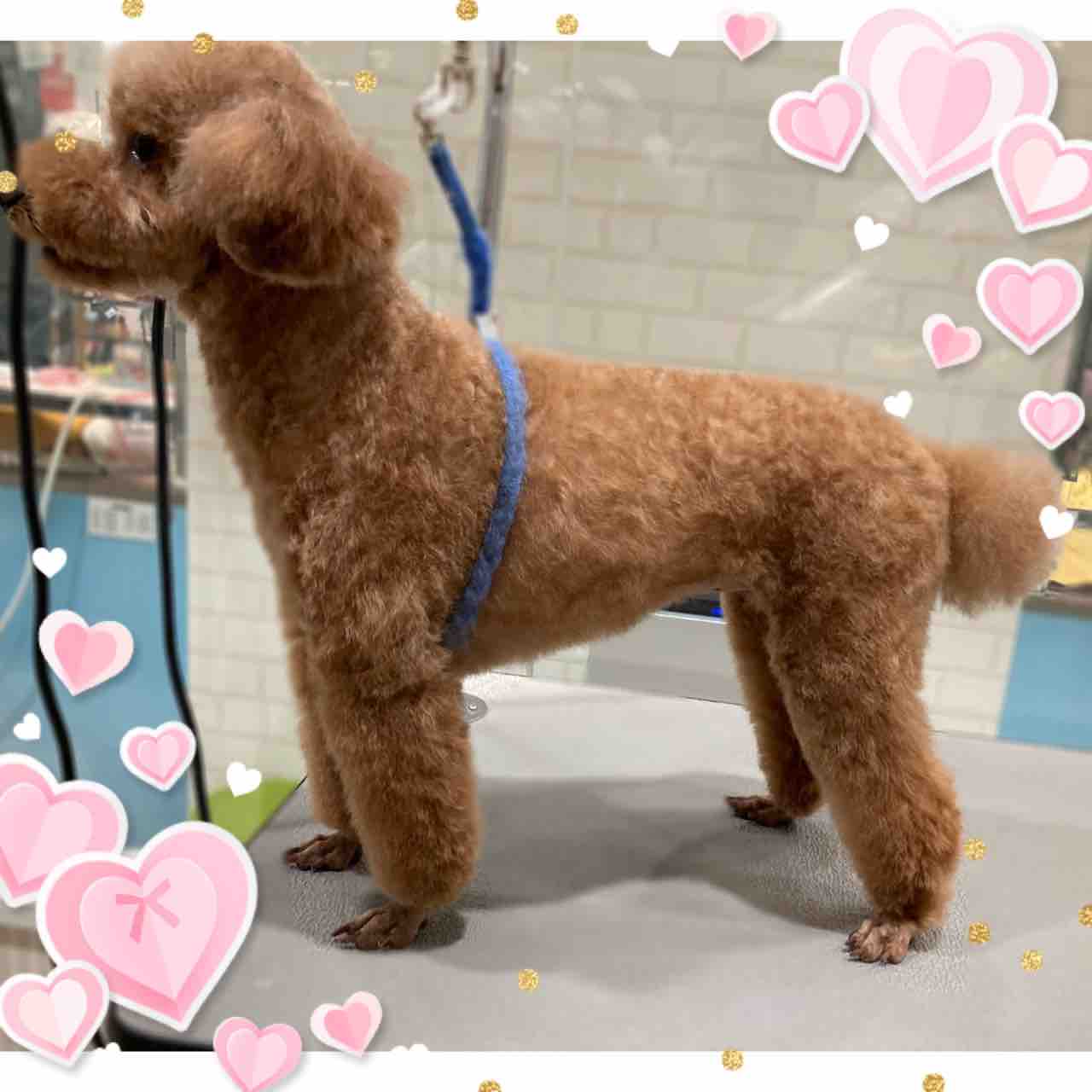犬ぽんぽんプードルちゃん❤️テディベアカット 無数