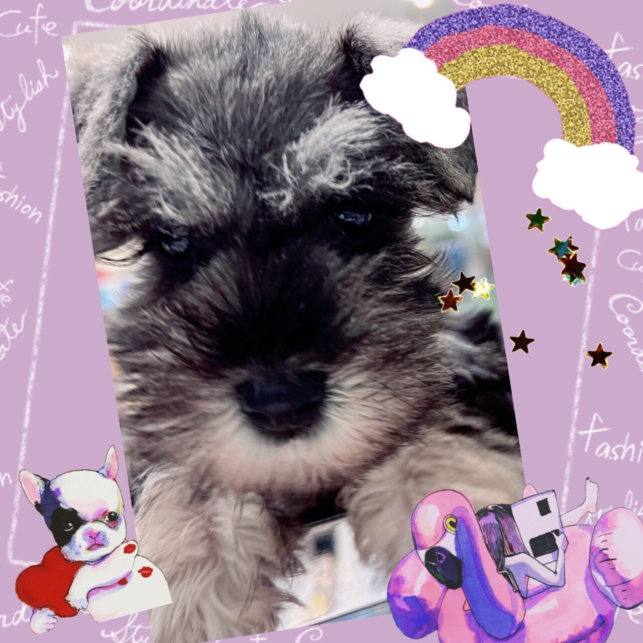 ミニチュアシュナウザー 神奈川県海老名市 ペットショップ ワンラブ ららぽーと海老名店ブログ