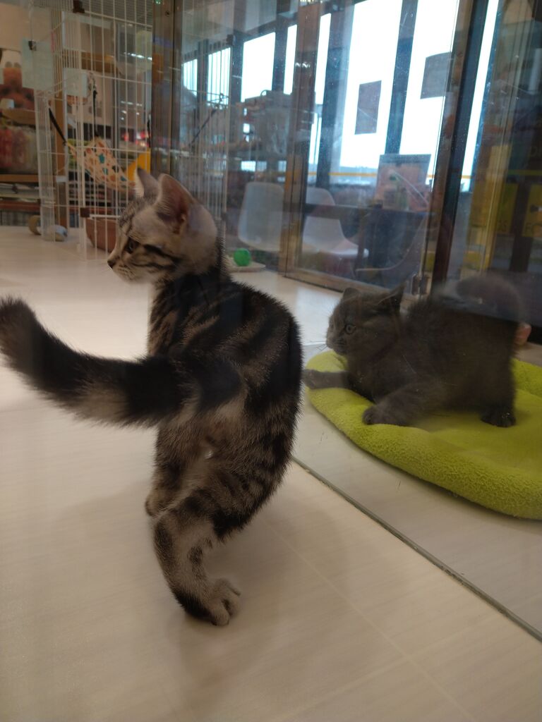 可愛い猫ちゃんが仲間入り 愛知県蒲郡市 ワンラブ Megaドン キホーテ クラスポ蒲郡店 ブログ 可愛い猫ちゃんが仲間入り 愛知県蒲郡市 ワンラブ Megaドン キホーテ クラスポ蒲郡店 ブログ