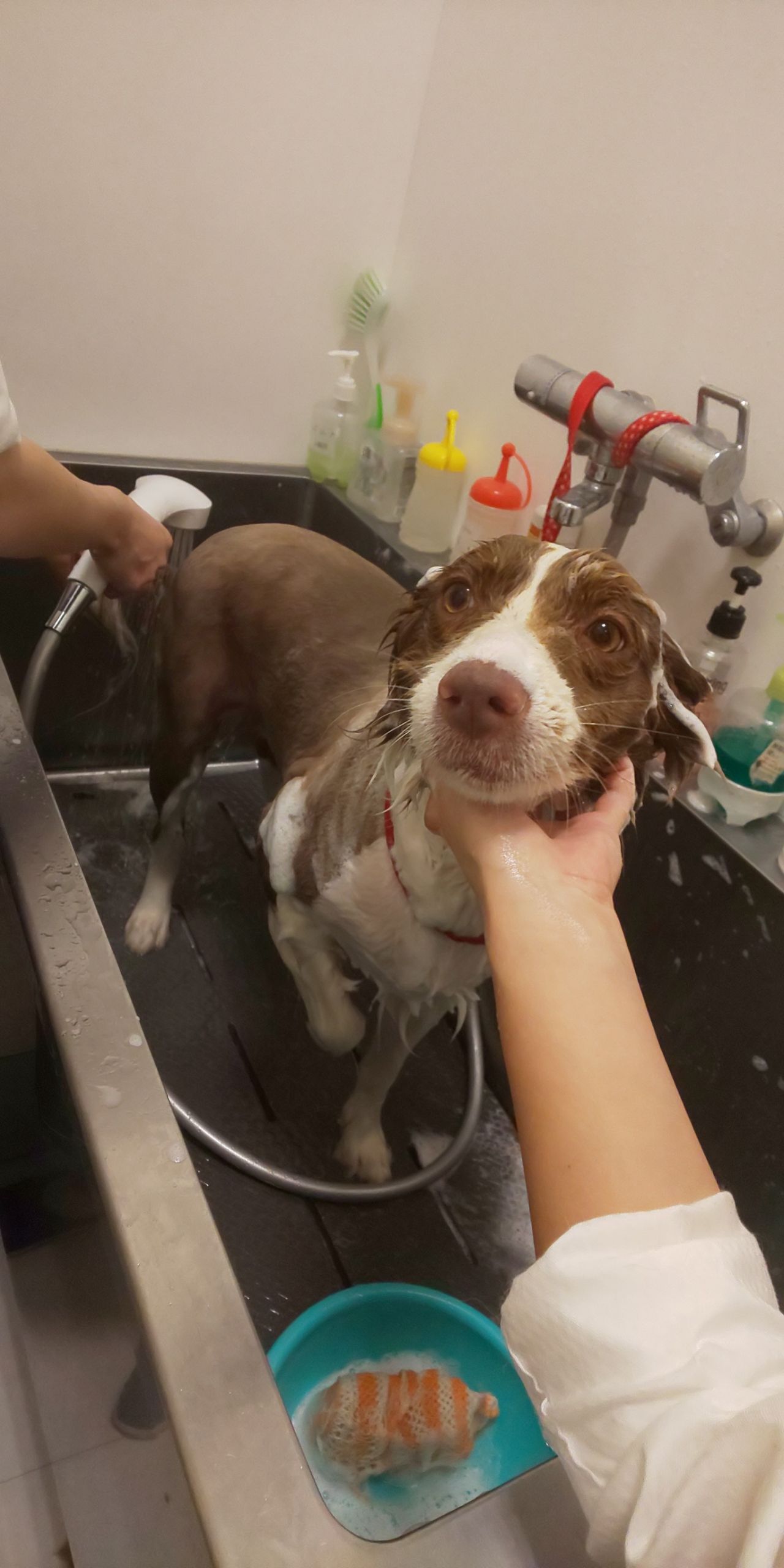 シャンプーカットでハンナちゃんが来店 沖縄県宜野湾市 ワンラブ Megaドン キホーテ宜野湾店 ブログ