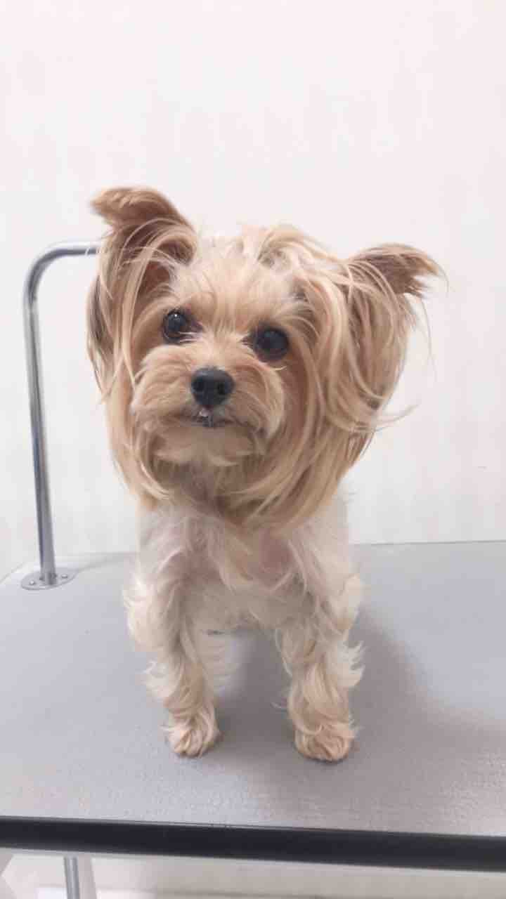 シャンプーカット ののちゃん ヨーキー 担当 宜保 沖縄県宜野湾市 ワンラブ Megaドン キホーテ宜野湾店 ブログ