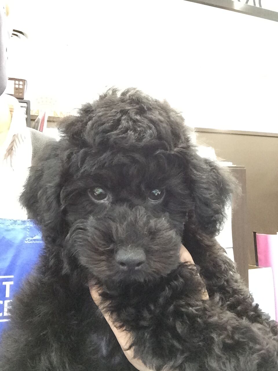 トイプードルくん 熊本県熊本市南区 ワンラブゆめタウンはませんのブログ