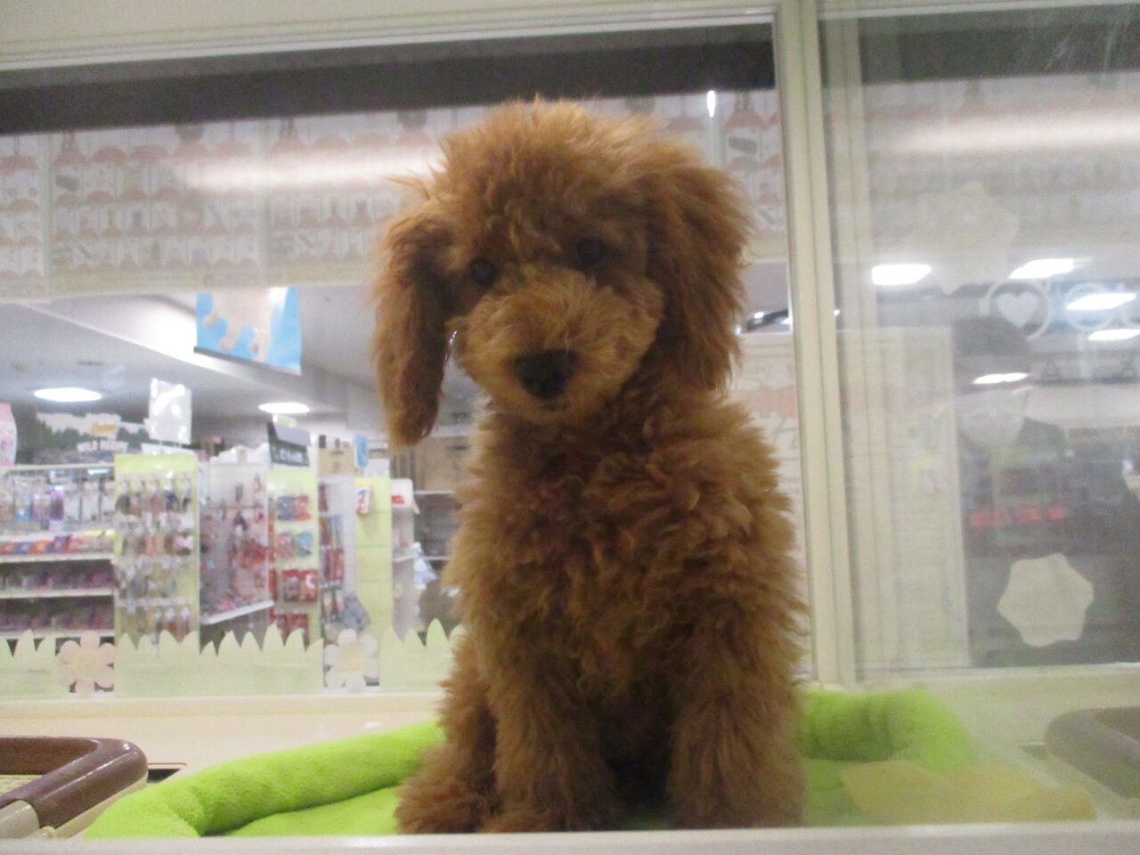トイプードル 熊本県熊本市南区 ワンラブゆめタウンはませんのブログ