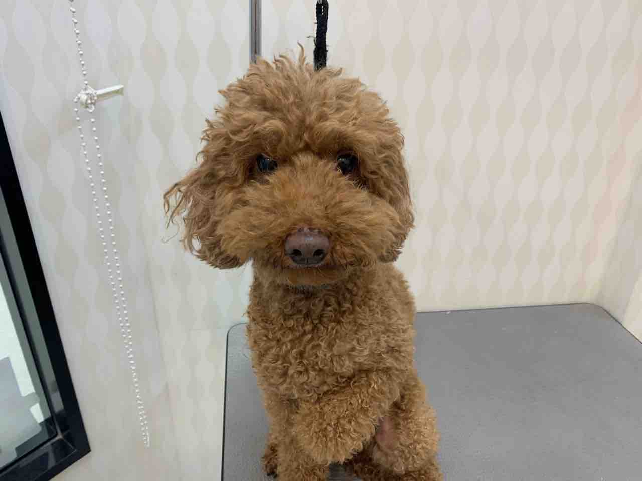 トイプードル シャンプーカット 兵庫県姫路市 ワンラブ Megaドン キホーテ姫路広畑店 ブログ
