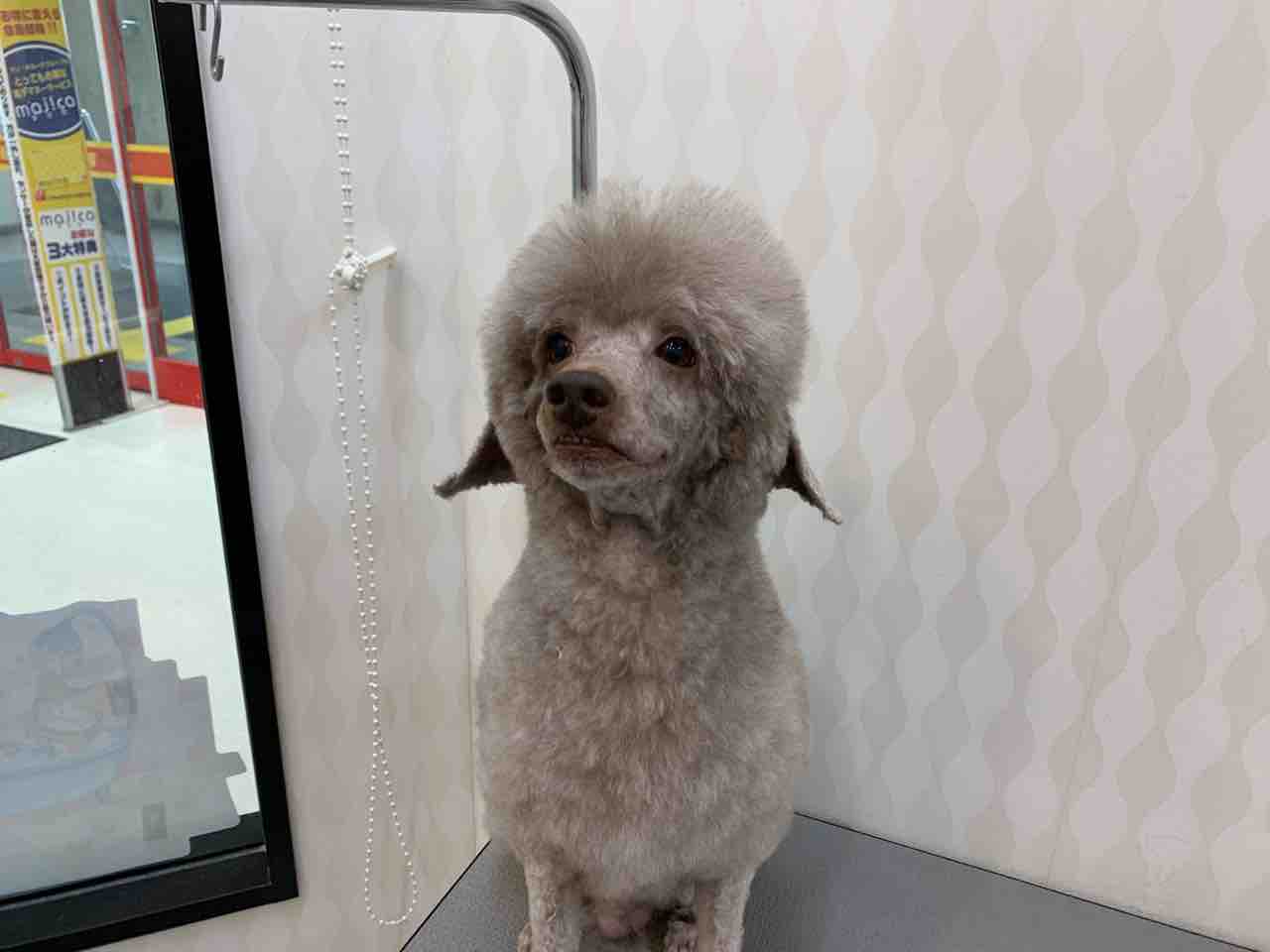 トイプードル シャンプーカット 兵庫県姫路市 ワンラブ Megaドン キホーテ姫路広畑店 ブログ