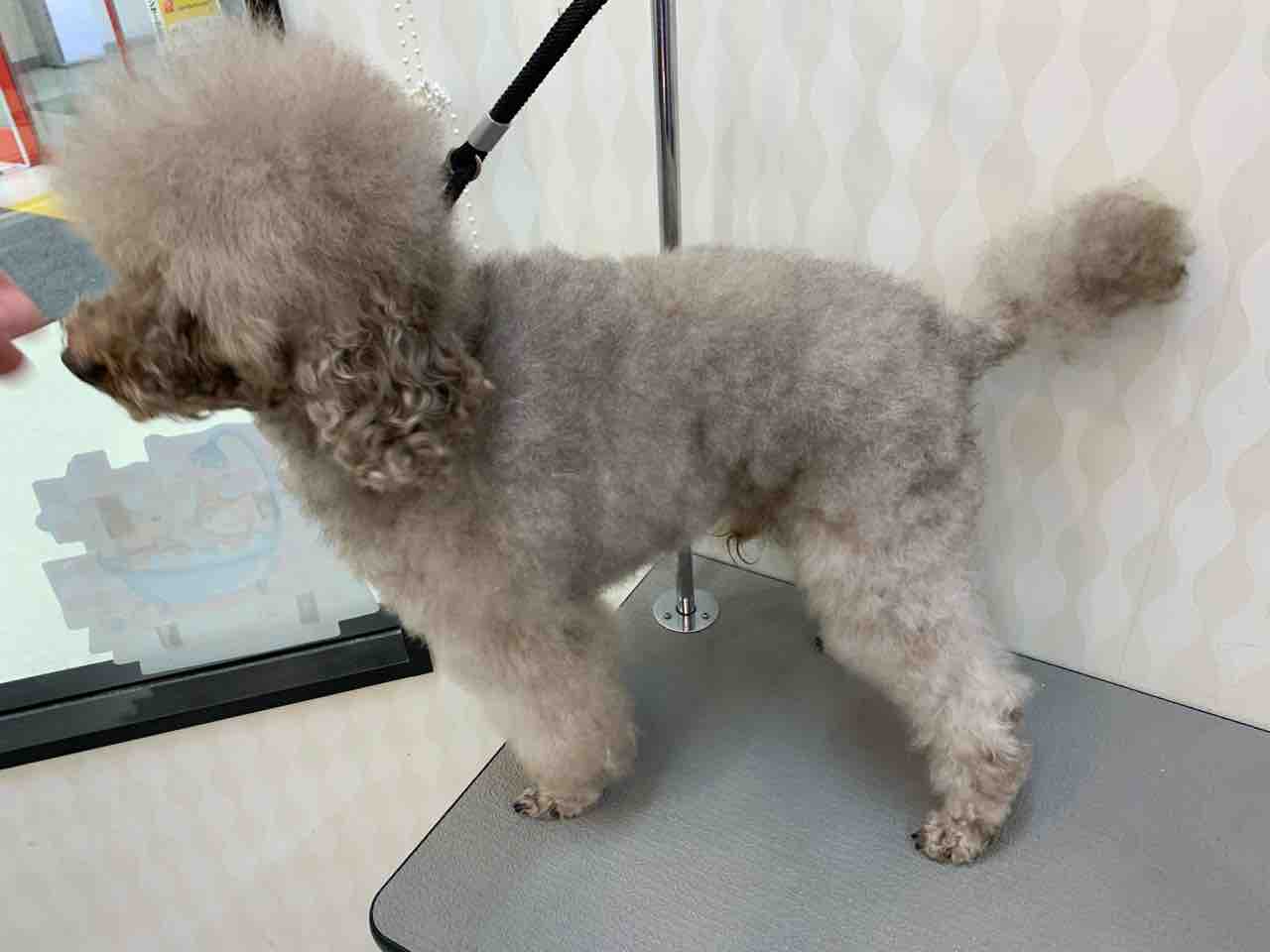 トイプードル シャンプーカット 兵庫県姫路市 ワンラブ Megaドン キホーテ姫路広畑店 ブログ