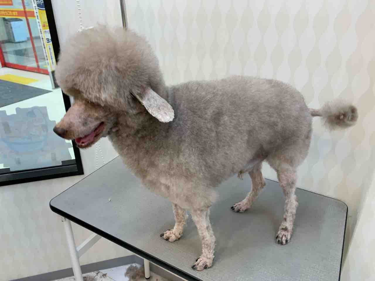 トイプードル シャンプーカット 兵庫県姫路市 ワンラブ Megaドン キホーテ姫路広畑店 ブログ