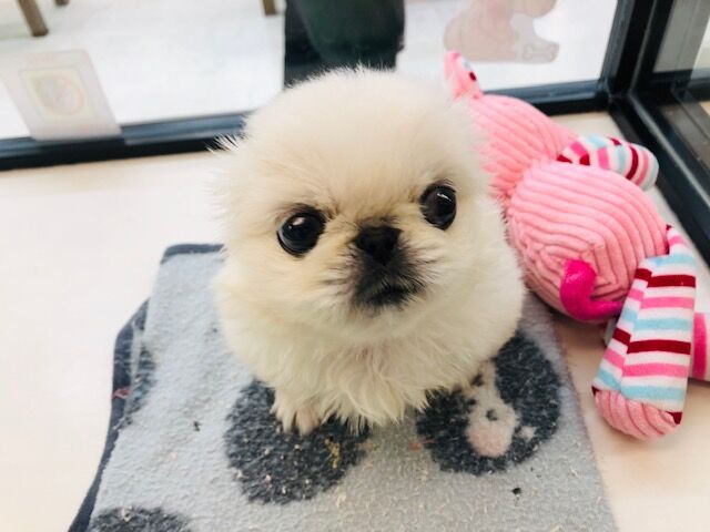 ぺったんこー 兵庫県姫路市 ワンラブ Megaドン キホーテ姫路広畑店 ブログ