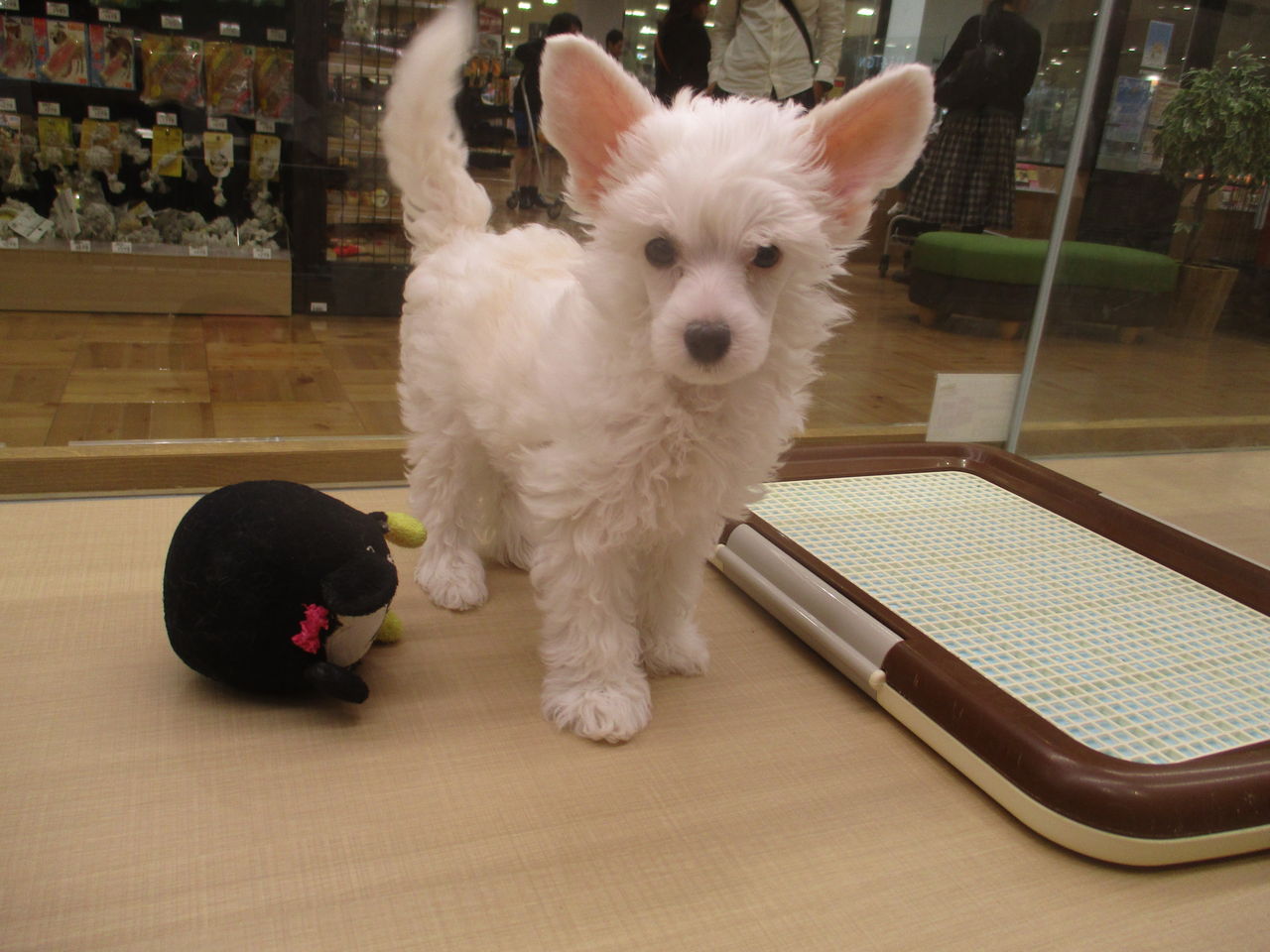 寒い冬には 可愛いモコモコな ワンラブ カインズ広島lect店のブログ 寒い冬には 可愛いモコモコな ワンラブ カインズ広島lect店のブログ