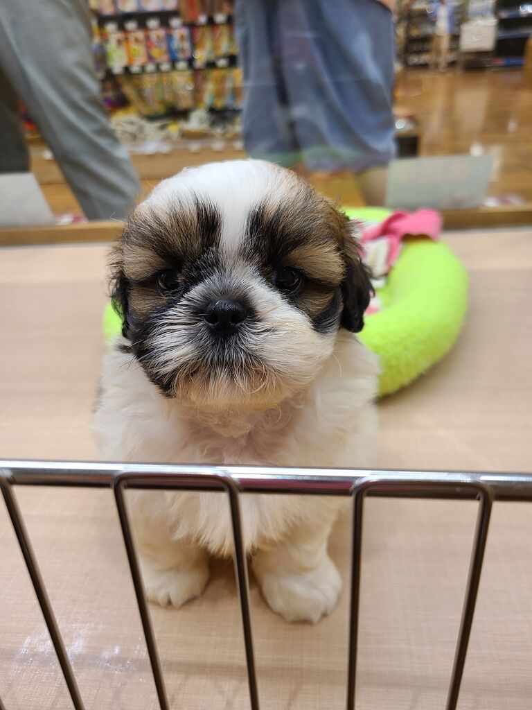 今週のオススメちゃん ワンラブ カインズ広島lect店のブログ