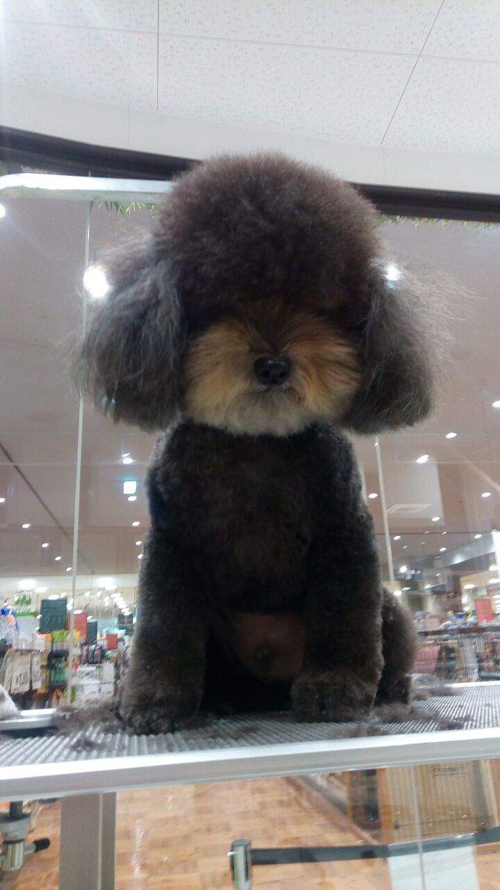 トリミング紹介 : ワンラブ カインズ広島LECT店のブログ