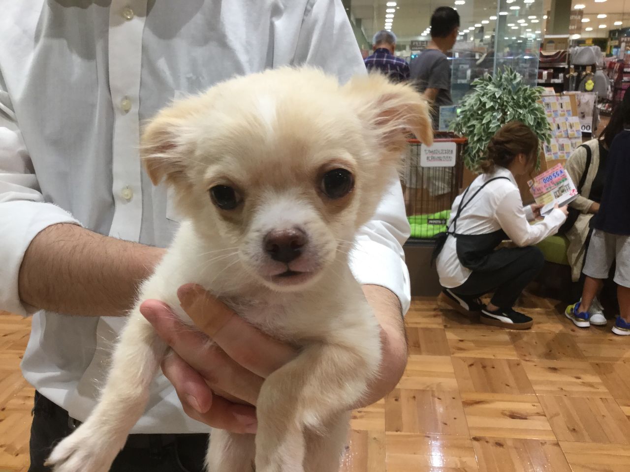 なんか顔が ワンラブ カインズ広島lect店のブログ なんか顔が ワンラブ カインズ広島lect店のブログ