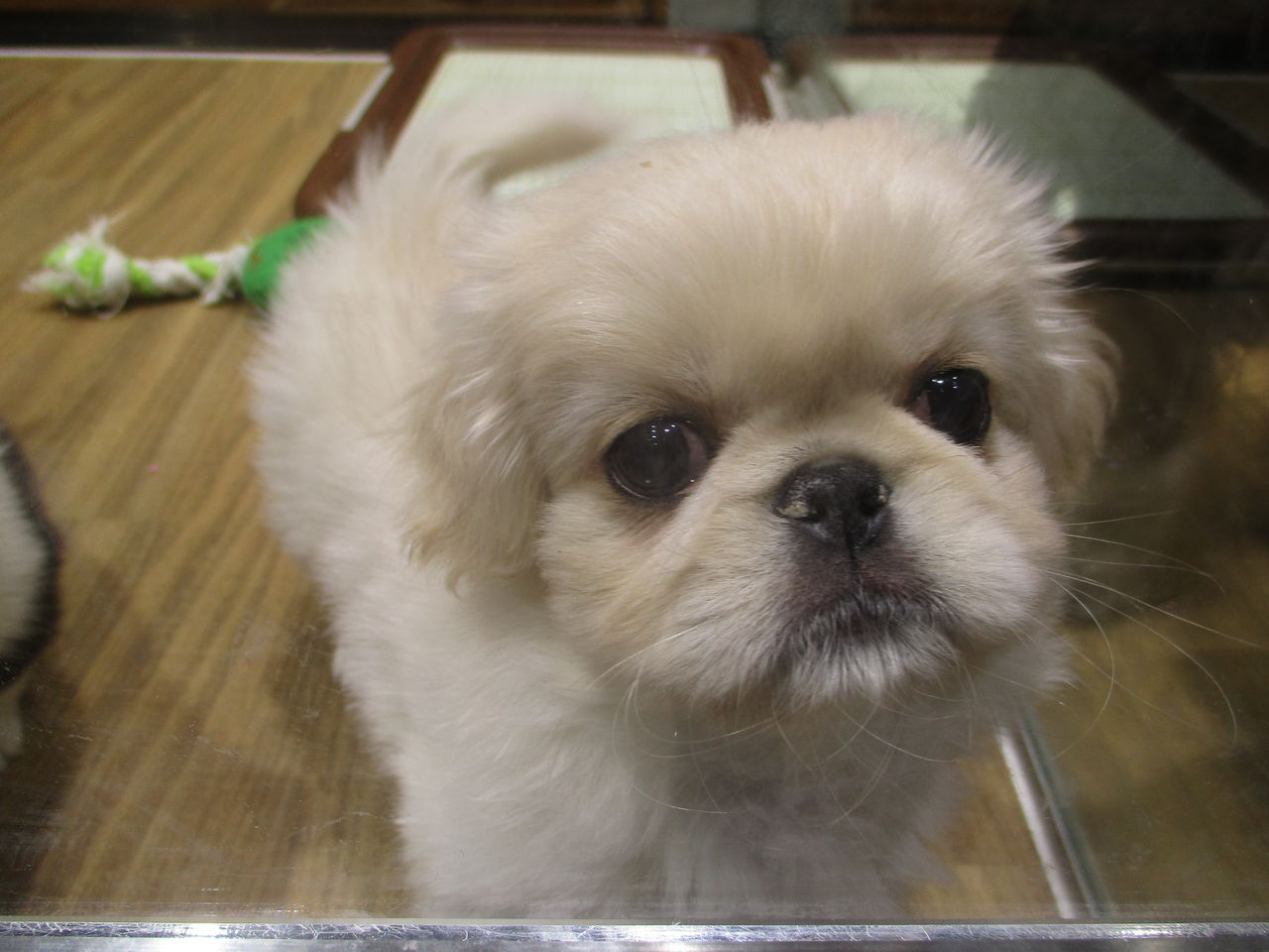 寒い冬には 可愛いモコモコな ワンラブ カインズ広島lect店のブログ 寒い冬には 可愛いモコモコな ワンラブ カインズ広島lect店のブログ
