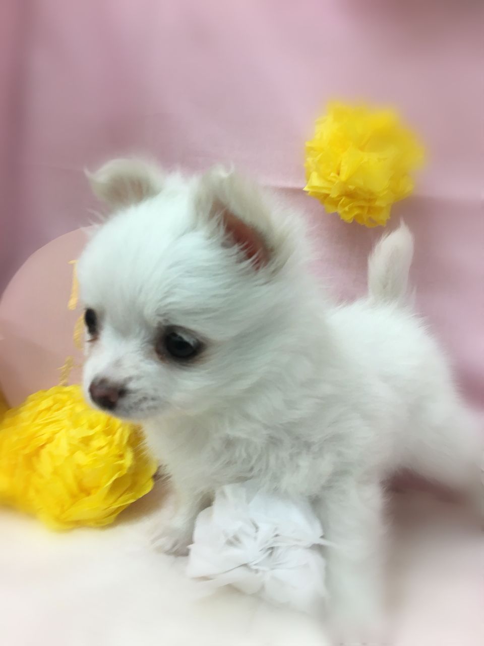 わんこ紹介 ポメチー 三重県 久居市 ペットショップワンラブ久居店のブログ