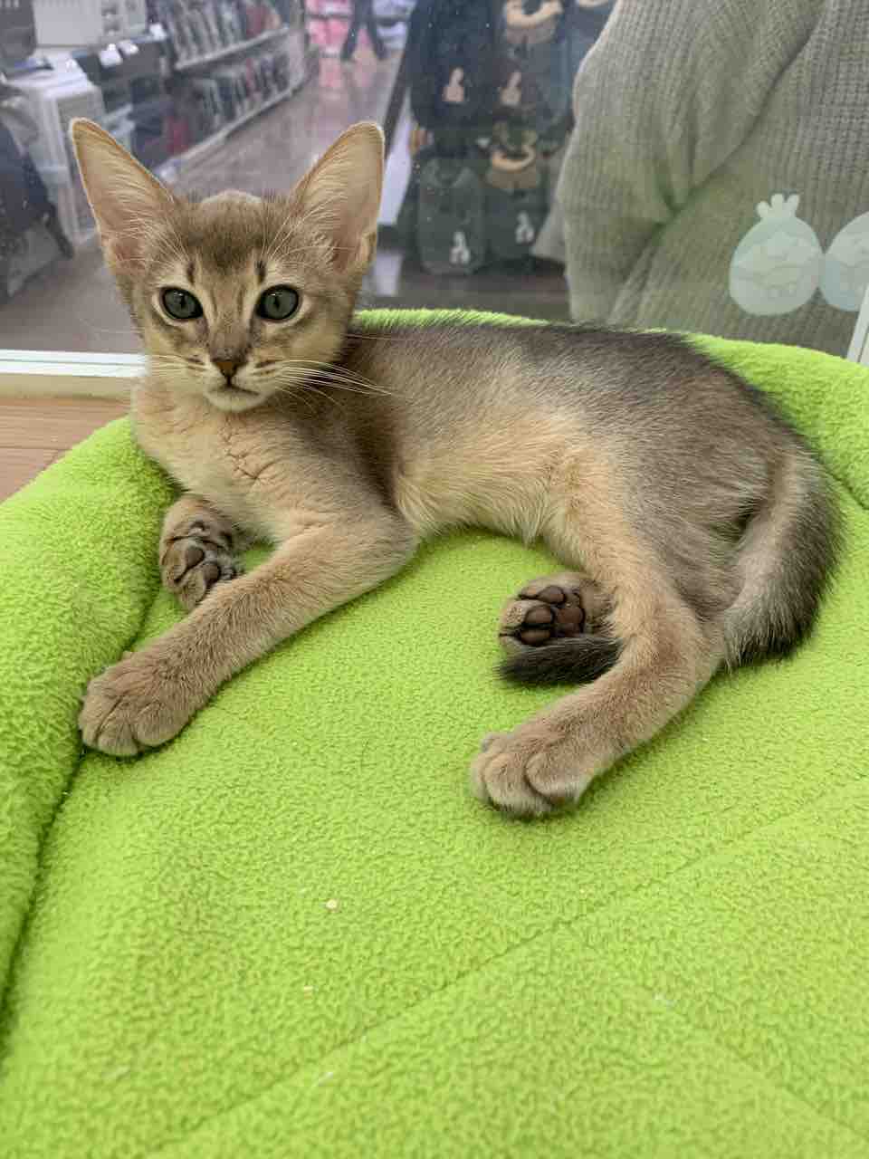 三重県 久居市 ペットショップワンラブ久居店のブログ