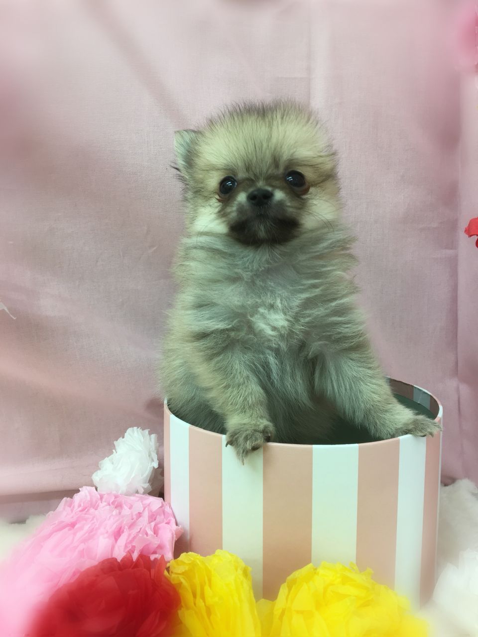 わんこ紹介 ポメチー 三重県 久居市 ペットショップワンラブ久居店のブログ