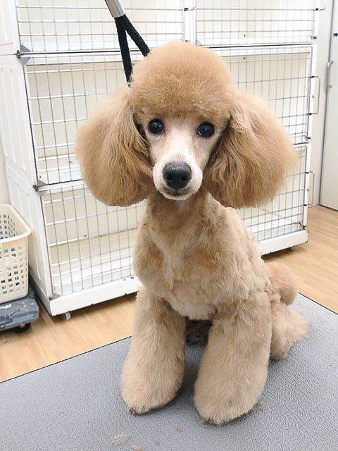プードル 3 デザインカット 久居店 入澤 三重県 久居市 ペットショップワンラブ久居店のブログ プードル 3 デザインカット 久居店 入澤 三重県 久居市 ペットショップワンラブ久居店のブログ