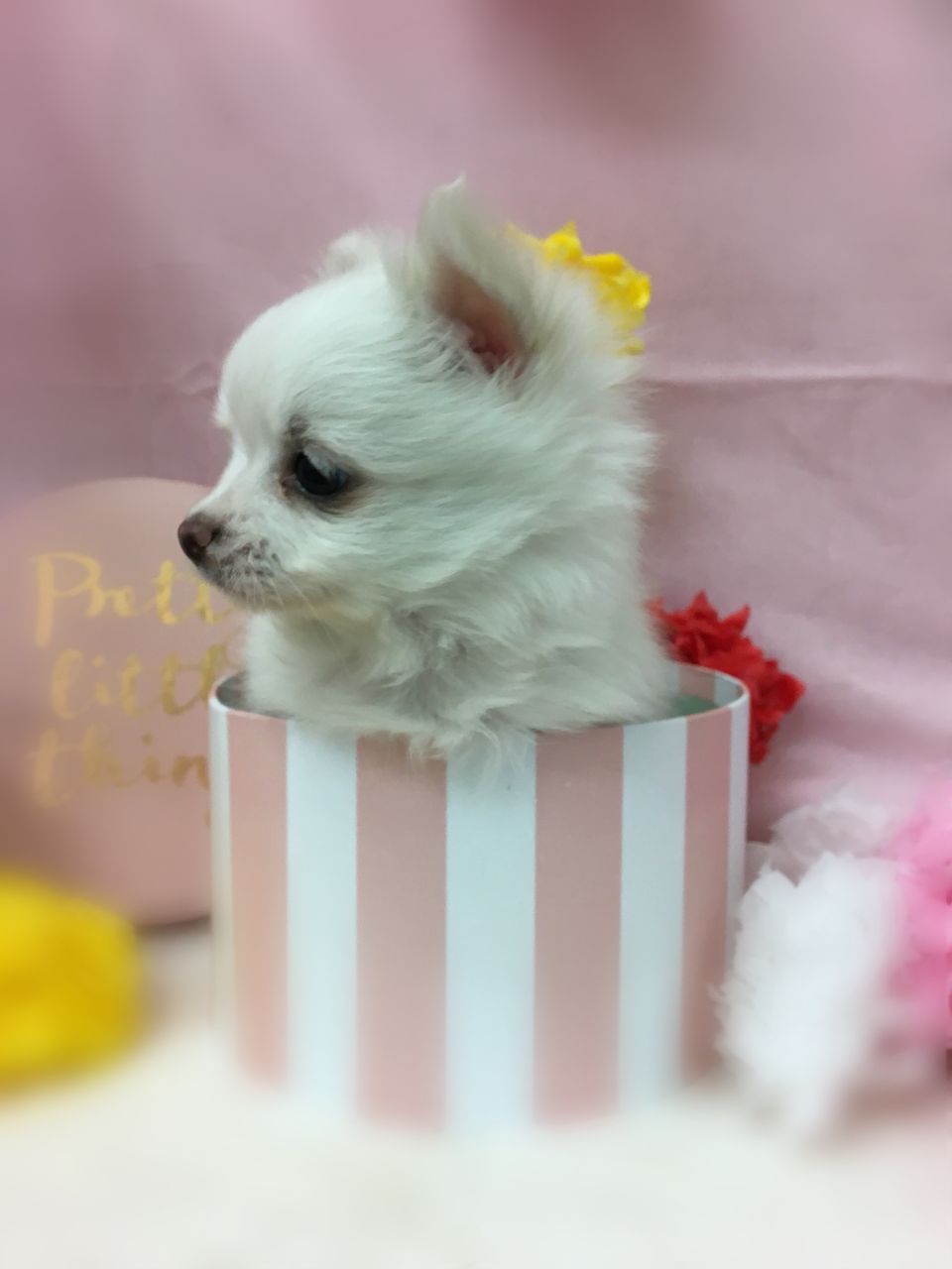 わんこ紹介 ポメチー 三重県 久居市 ペットショップワンラブ久居店のブログ