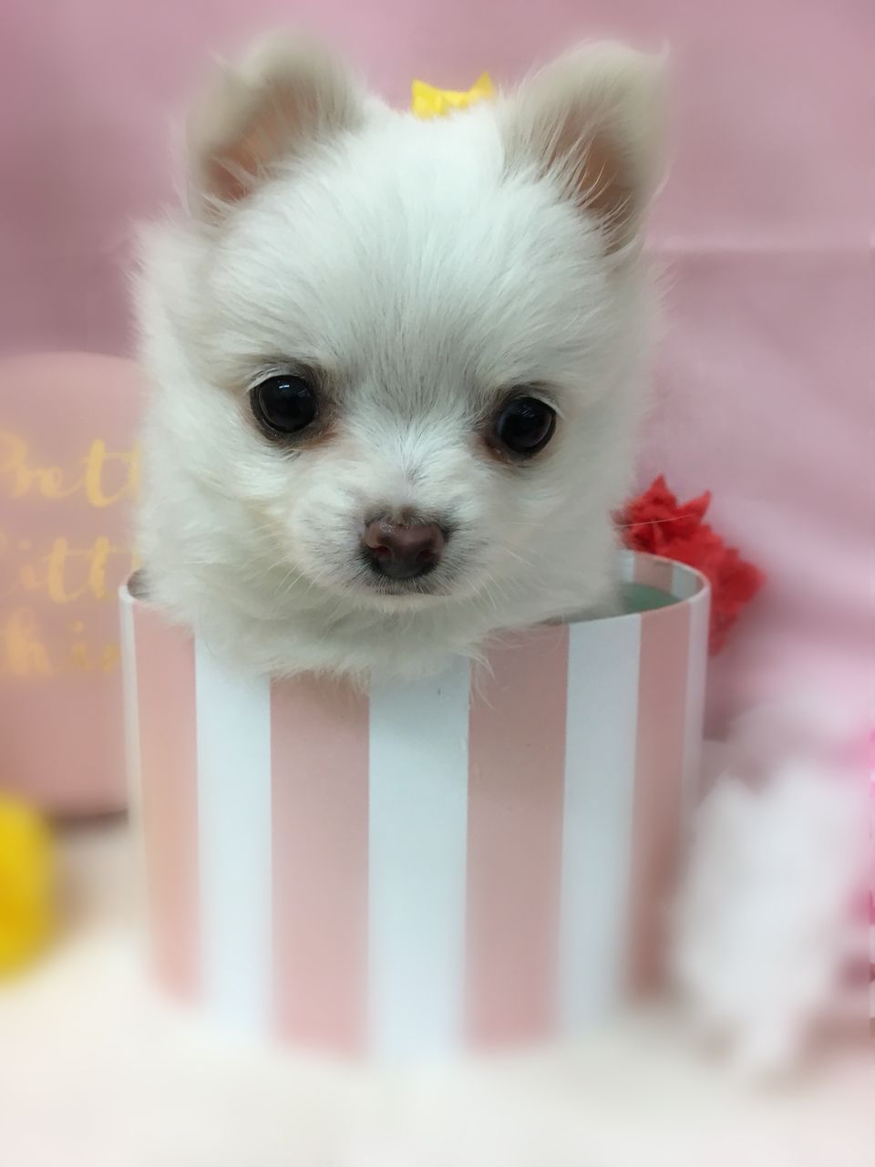 わんこ紹介 ポメチー 三重県 久居市 ペットショップワンラブ久居店のブログ