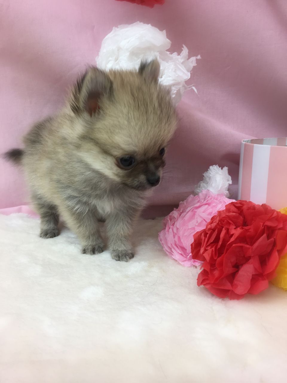 わんこ紹介 ポメチー 三重県 久居市 ペットショップワンラブ久居店のブログ