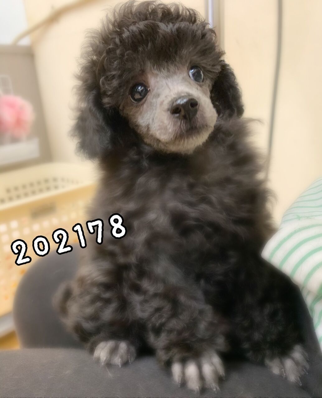 プードル 顔バリ プー足 久居店 中西 三重県 久居市 ペットショップワンラブ久居店のブログ