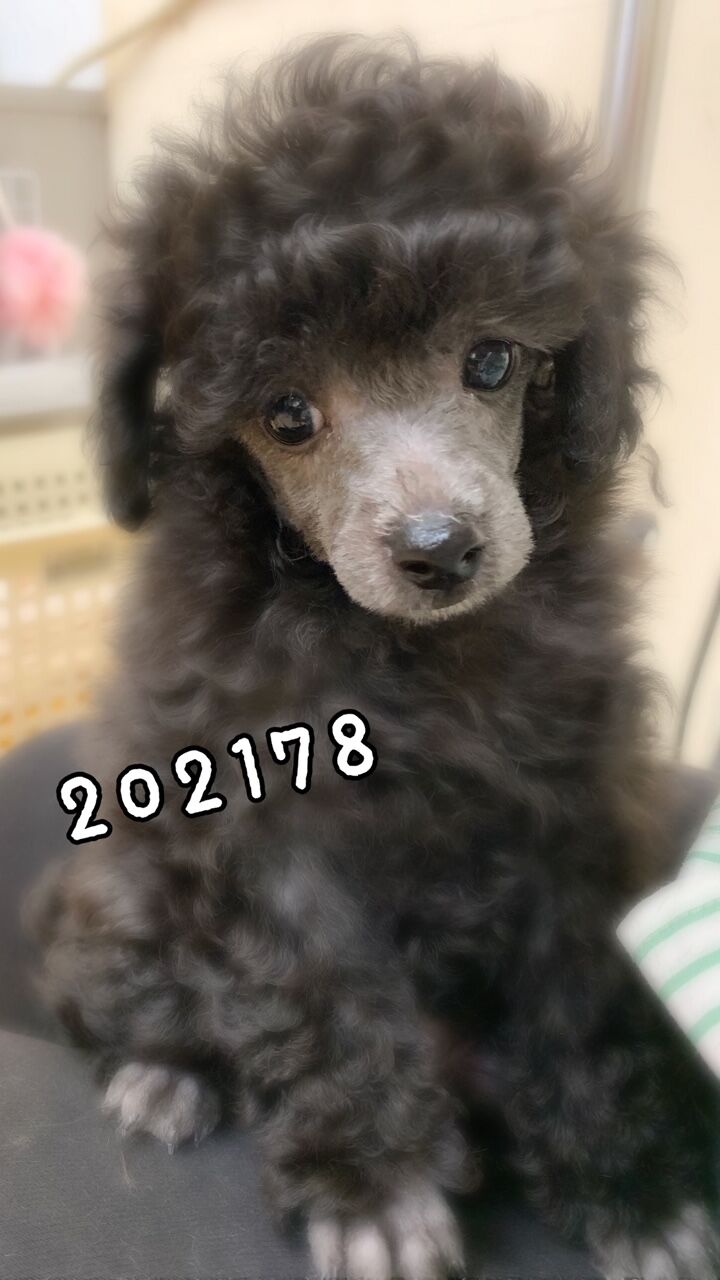 プードル 顔バリ プー足 久居店 中西 三重県 久居市 ペットショップワンラブ久居店のブログ