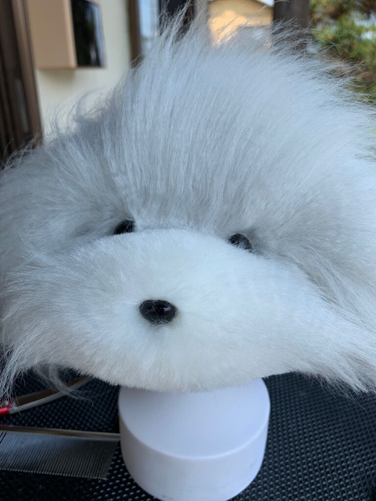 トリマーのステイホーム トイプードル カットウィッグ 三重県 久居市 ペットショップワンラブ久居店のブログ