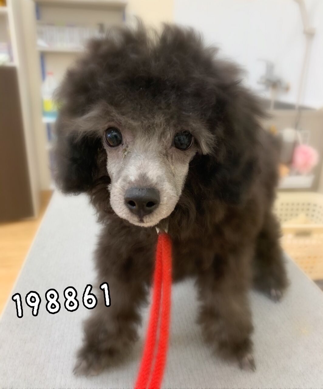 プードル 顔バリ プー足 久居店 中西 三重県 久居市 ペットショップワンラブ久居店のブログ