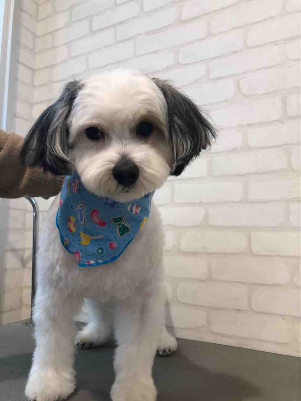 MIX♡シャンプーカット : 宮崎県都城市 ワンラブ ニシムタ五十市店blog