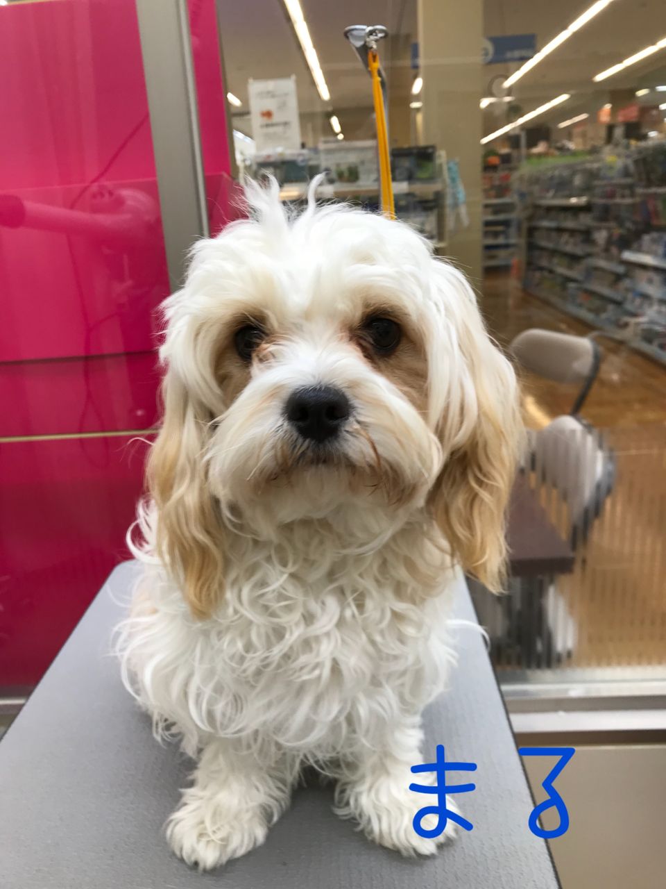 マルキャバ Sc 鈴木 静岡県伊東市 ワンラブカインズ伊東店 Blog マルキャバ Sc 鈴木 静岡県伊東市 ワンラブカインズ伊東店 Blog