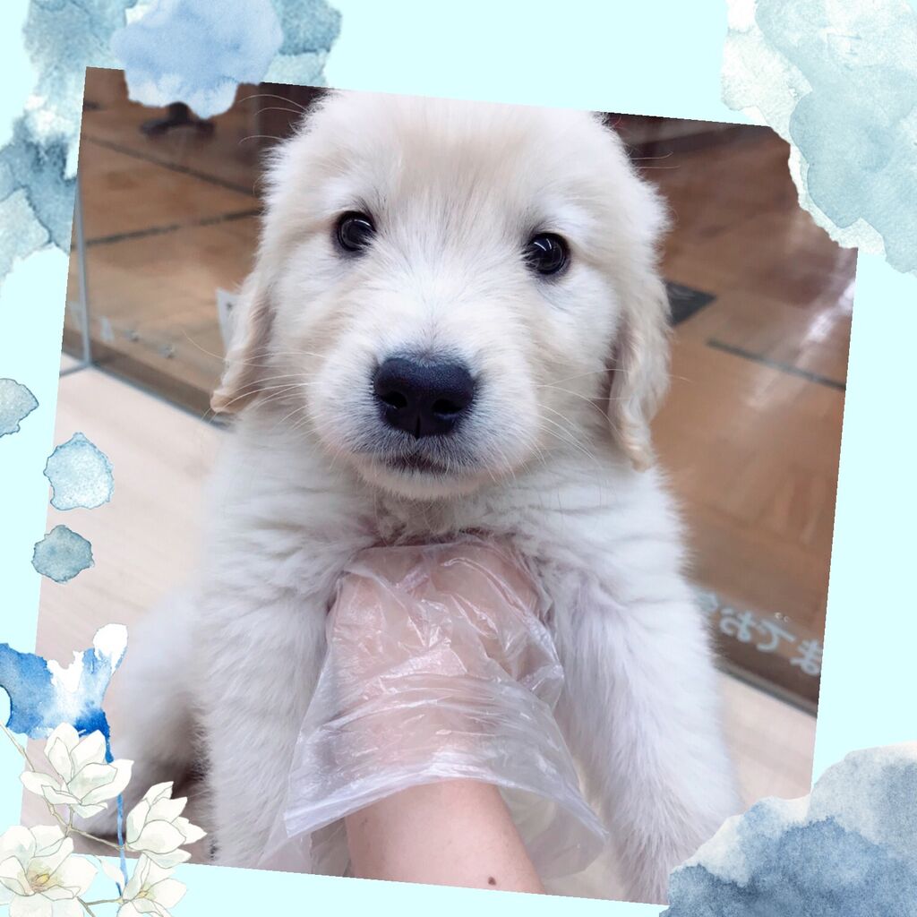 大型犬やっときたぁ 静岡県伊東市 ワンラブカインズ伊東店 Blog 大型犬やっときたぁ 静岡県伊東市 ワンラブカインズ伊東店 Blog