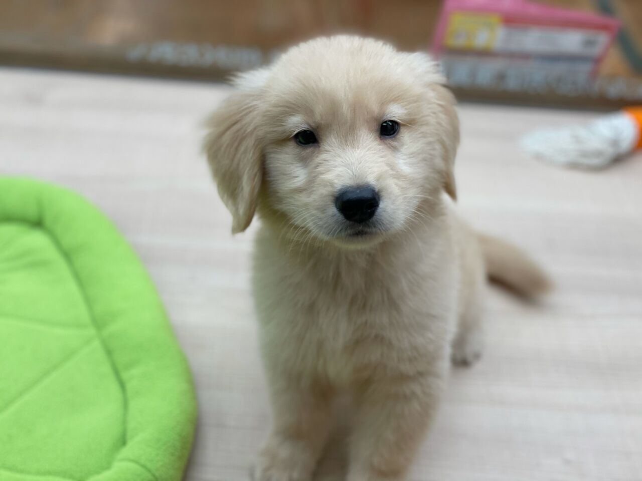 モフモフ大型犬 静岡県伊東市 ワンラブカインズ伊東店 Blog モフモフ大型犬 静岡県伊東市 ワンラブカインズ伊東店 Blog