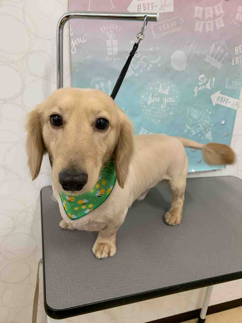 トリミング 福井県福井市 ワンラブ フレンドタウン福井店 ブログ