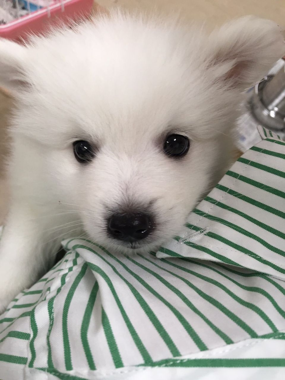 ふわふわ真っ白な日本犬 スピッツ 岐阜県 ワンラブ バロー可児坂戸店のblog ふわふわ真っ白な日本犬 スピッツ 岐阜県 ワンラブ バロー可児坂戸店のblog