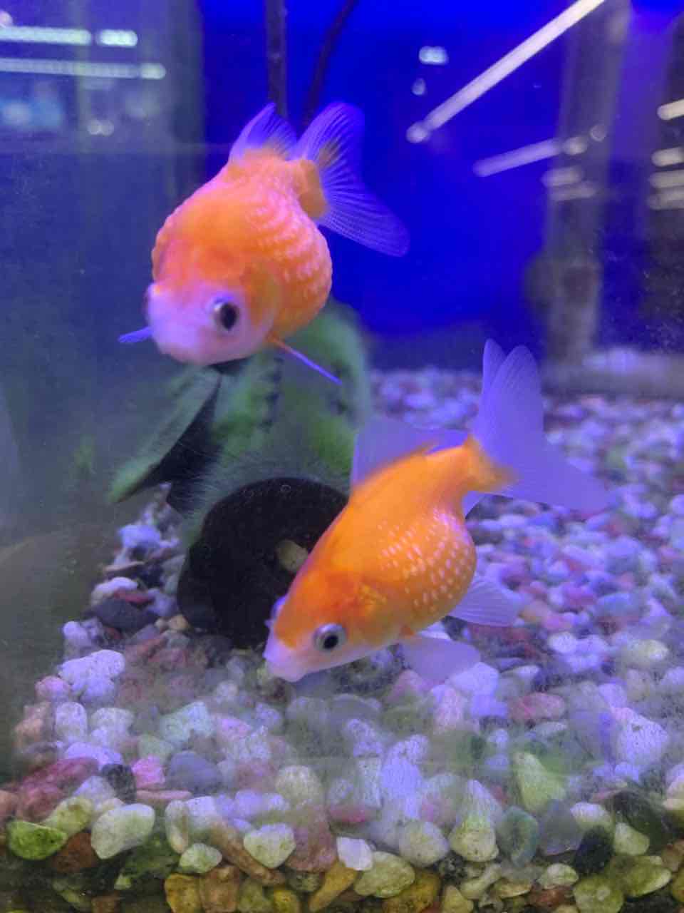 ピンポンパール 岐阜県 ワンラブ バロー可児坂戸店のblog