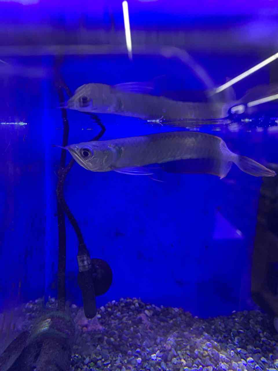 シルバーアロワナ 岐阜県 ワンラブ バロー可児坂戸店のblog シルバーアロワナ 岐阜県 ワンラブ バロー可児坂戸店のblog